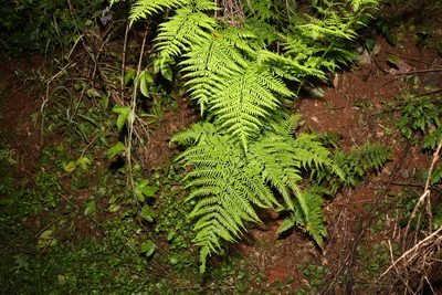 Pteris tremula, photographed by Greg Tasney