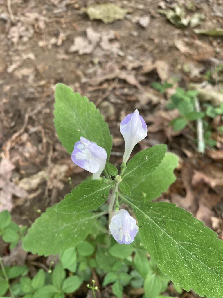 Scutellaria montana, photographed by Heather DeGaetano