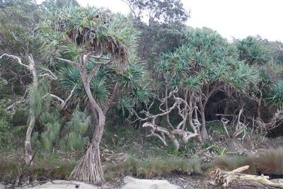Pandanus tectorius, photographed by Gary Williams