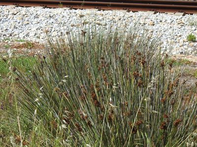 Juncus acutus, photographed by Duarte Frade