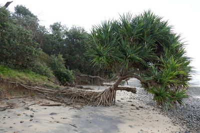 Pandanus tectorius, photographed by Gary Williams