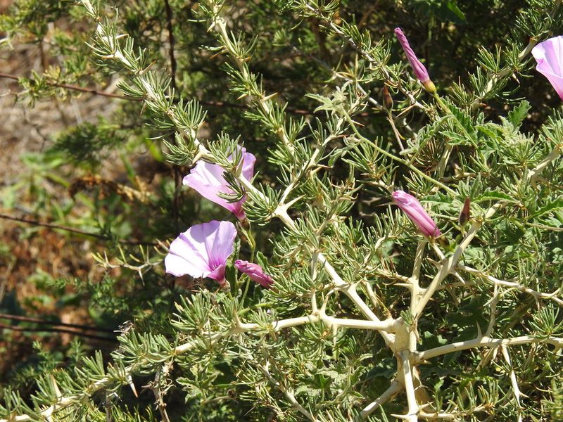 Asparagus albus, photographed by Duarte Frade