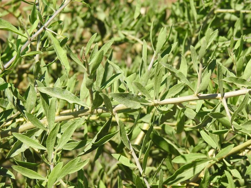 Lycium europaeum, photographed by Duarte Frade
