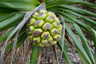 Pandanus tectorius, photographed by Gary Williams
