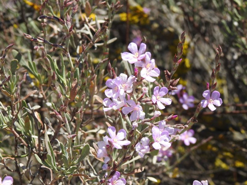 Limoniastrum monopetalum, photographed by Duarte Frade