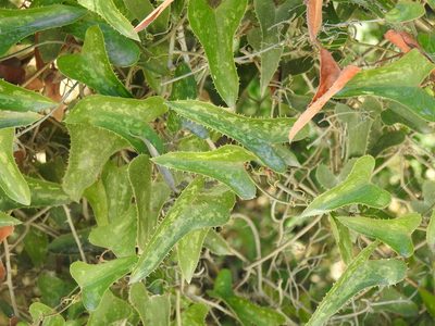 Smilax aspera, photographed by Duarte Frade