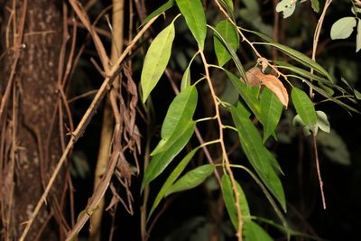 Maclura cochinchinensis, photographed by Greg Tasney