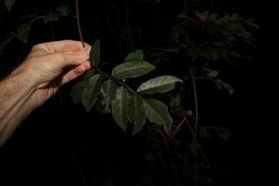 Brachypterum involutum, photographed by Greg Tasney
