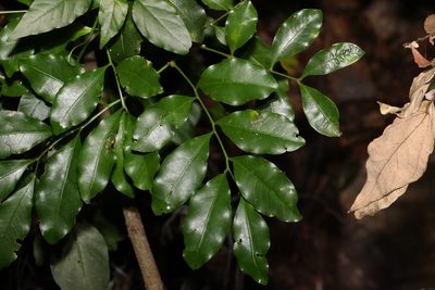 Toechima tenax, photographed by Greg Tasney