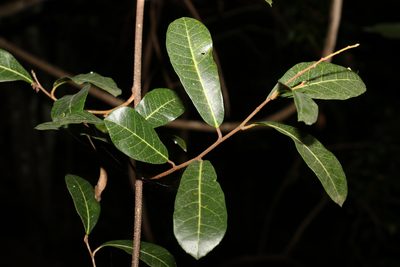 Trophis scandens, photographed by Greg Tasney