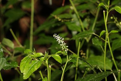 Rivina humilis, photographed by Greg Tasney