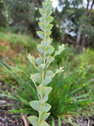 Acacia cultriformis, photographed by Eamonn Culhane