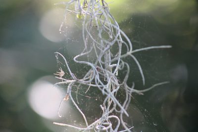 Tillandsia usneoides, photographed by Sawyer Baran