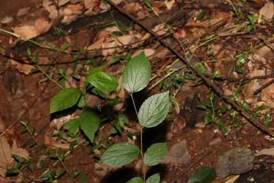Celtis sinensis, photographed by Greg Tasney