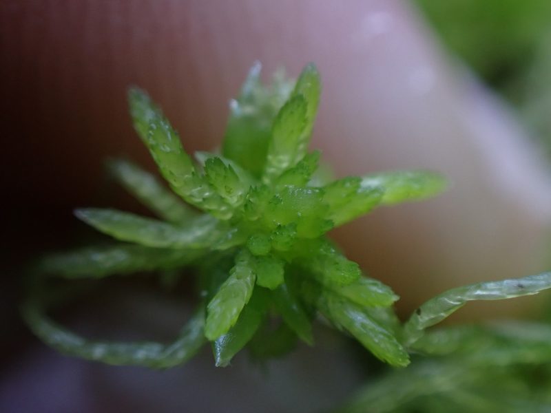 Sphagnum fimbriatum, photographed by Randal
