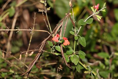 Salvia coccinea, photographed by Greg Tasney