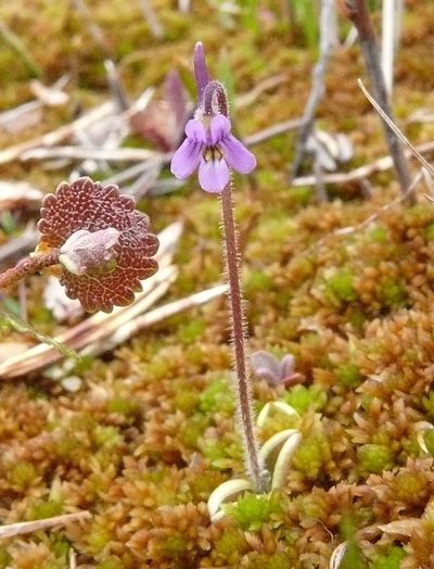 Pinguicula villosa, photographed by Matt Bowser