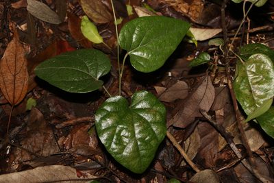 Pleogyne australis, photographed by Greg Tasney