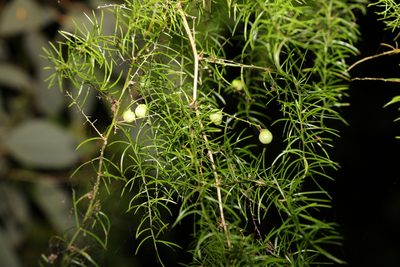 Asparagus setaceus, photographed by Greg Tasney