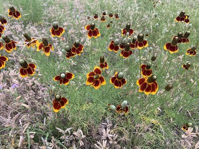 Ratibida columnifera, photographed by Northcut