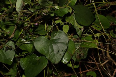 Aristolochia littoralis, photographed by Greg Tasney