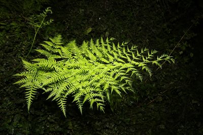 Pteris tremula, photographed by Greg Tasney