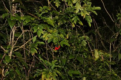 Solanum seaforthianum, photographed by Greg Tasney