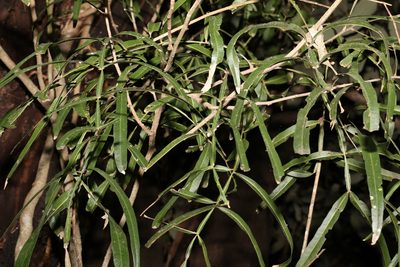Atalaya salicifolia, photographed by Greg Tasney