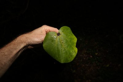 Legnephora moorei, photographed by Greg Tasney