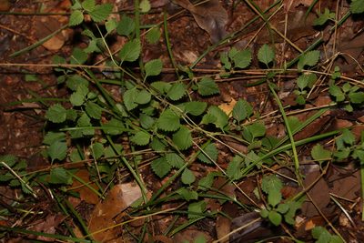 Lantana montevidensis, photographed by Greg Tasney