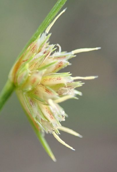 Ficinia albicans, photographed by Nicola van Berkel