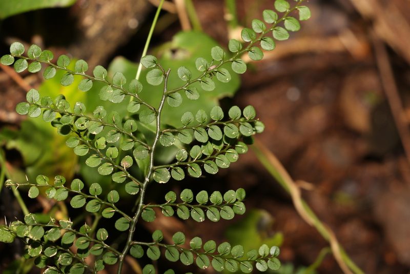 Capparis sarmentosa, photographed by Greg Tasney