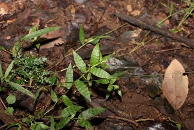 Oplismenus hirtellus, photographed by Greg Tasney