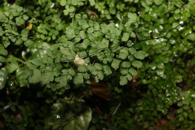 Adiantum aethiopicum, photographed by Greg Tasney