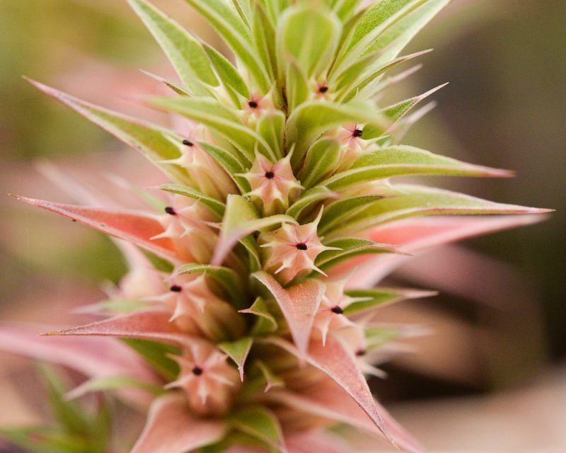 Pleurophora pungens, photographed by Nicolás Villaseca Merino