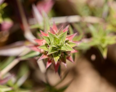 Pleurophora pungens, photographed by Nicolás Villaseca Merino
