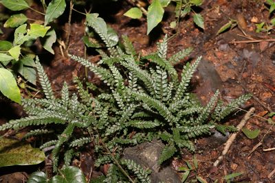 Adiantum hispidulum, photographed by Greg Tasney