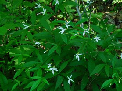 Gillenia trifoliata, photographed by Michael J. Papay