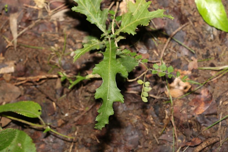 Elattostachys xylocarpa, photographed by Greg Tasney