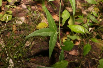 Passiflora suberosa, photographed by Greg Tasney