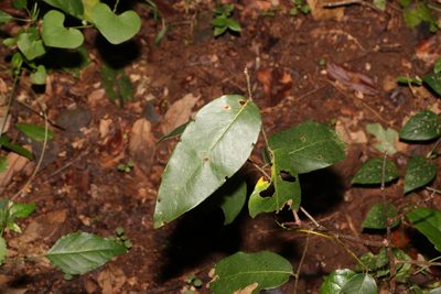 Bridelia exaltata, photographed by Greg Tasney