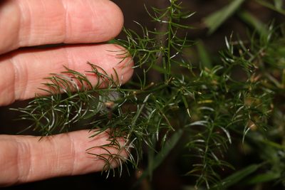 Asparagus setaceus, photographed by Greg Tasney