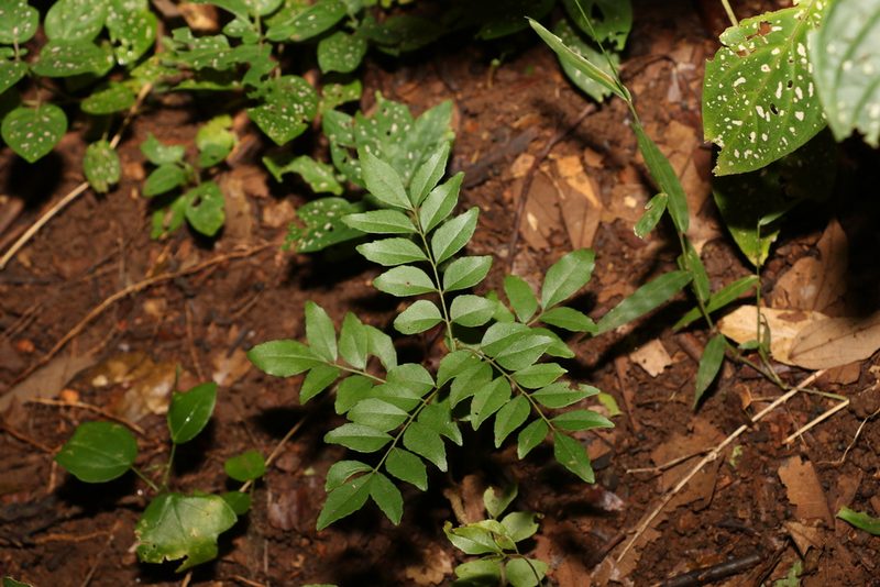 Bergera koenigii, photographed by Greg Tasney