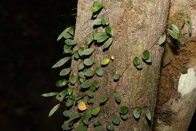 Pyrrosia rupestris, photographed by Greg Tasney