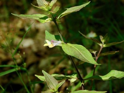 Melampyrum lineare, photographed by Michael J. Papay