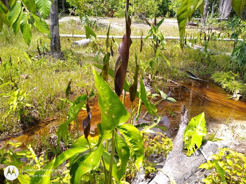 Urospatha sagittifolia, photographed by Enrique Salazar