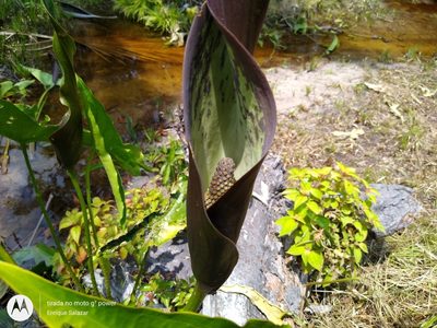 Urospatha sagittifolia, photographed by Enrique Salazar