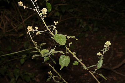 Sida cordifolia, photographed by Greg Tasney