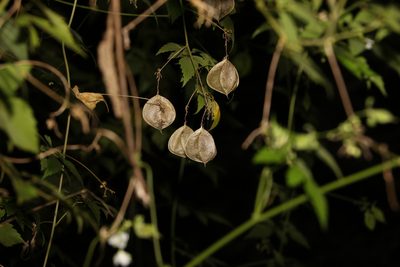 Cardiospermum grandiflorum