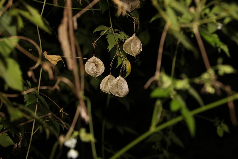 Cardiospermum grandiflorum, photographed by Greg Tasney